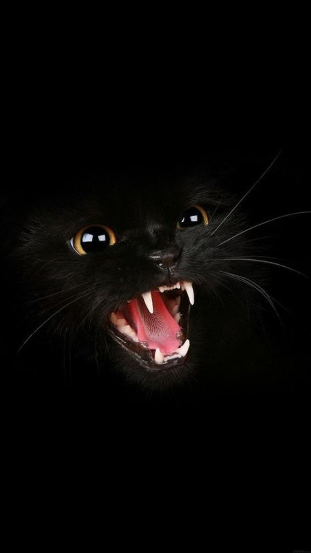 blackwhitecat.jpg