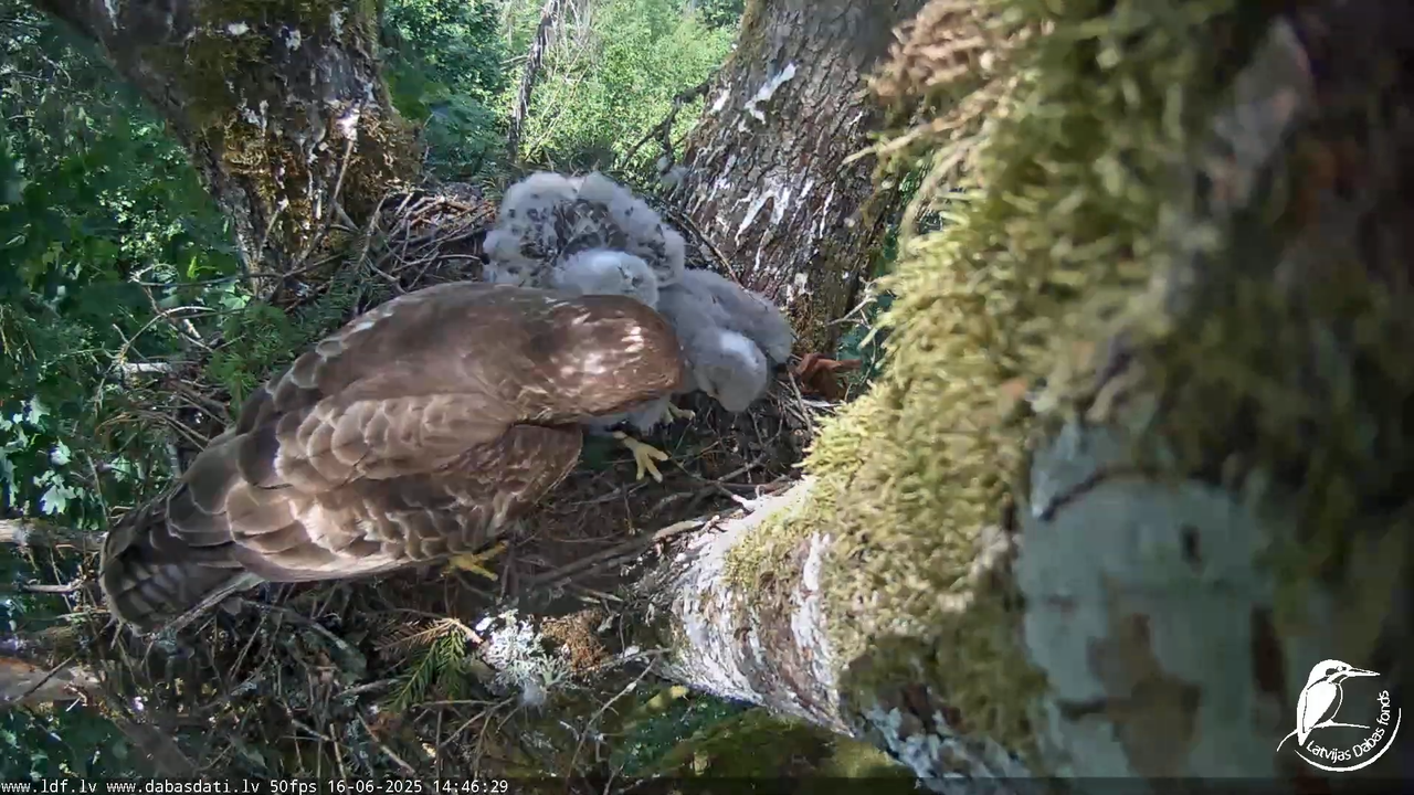 Melnās klijas (Milvus migrans) Kurzemē_ peļu klijāni (Buteo buteo) 5-0-52 screenshot