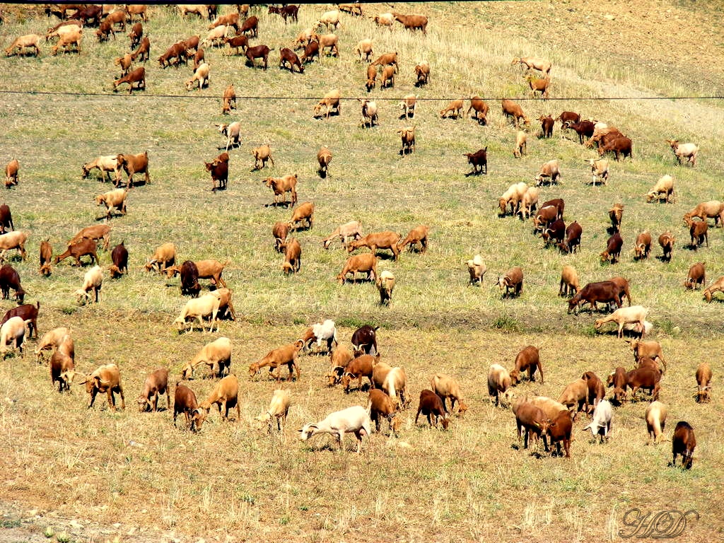 Goats-Almogeia-HD.jpg