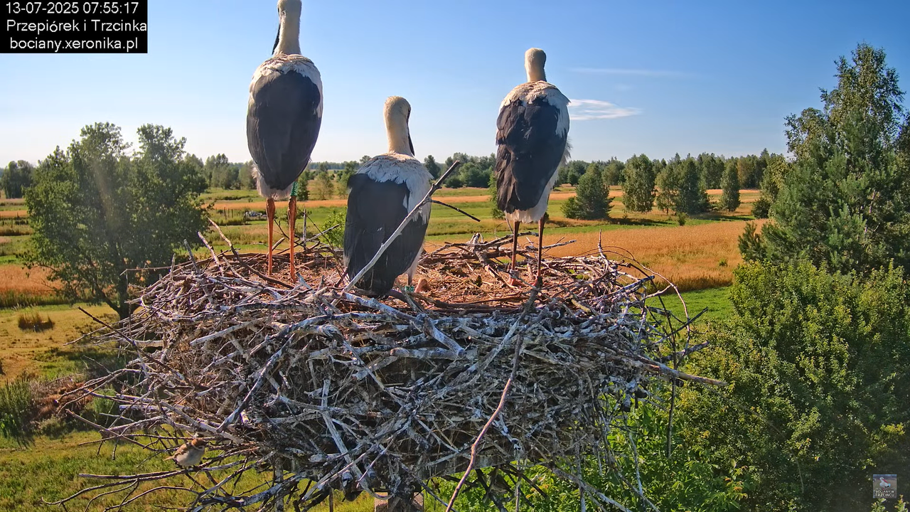 13072025bociany13