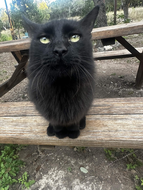 Big sweet cat looking up