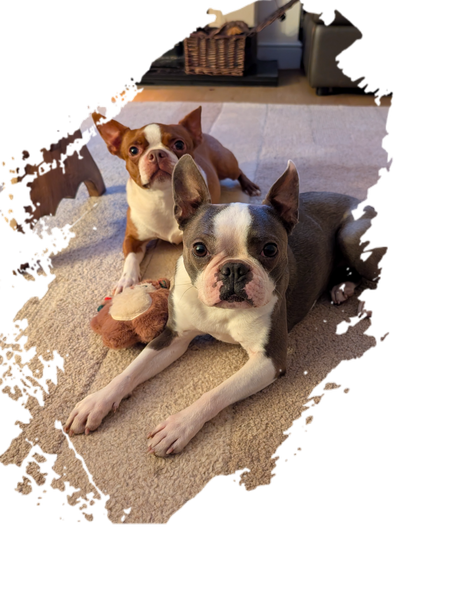 Happy Dogs
