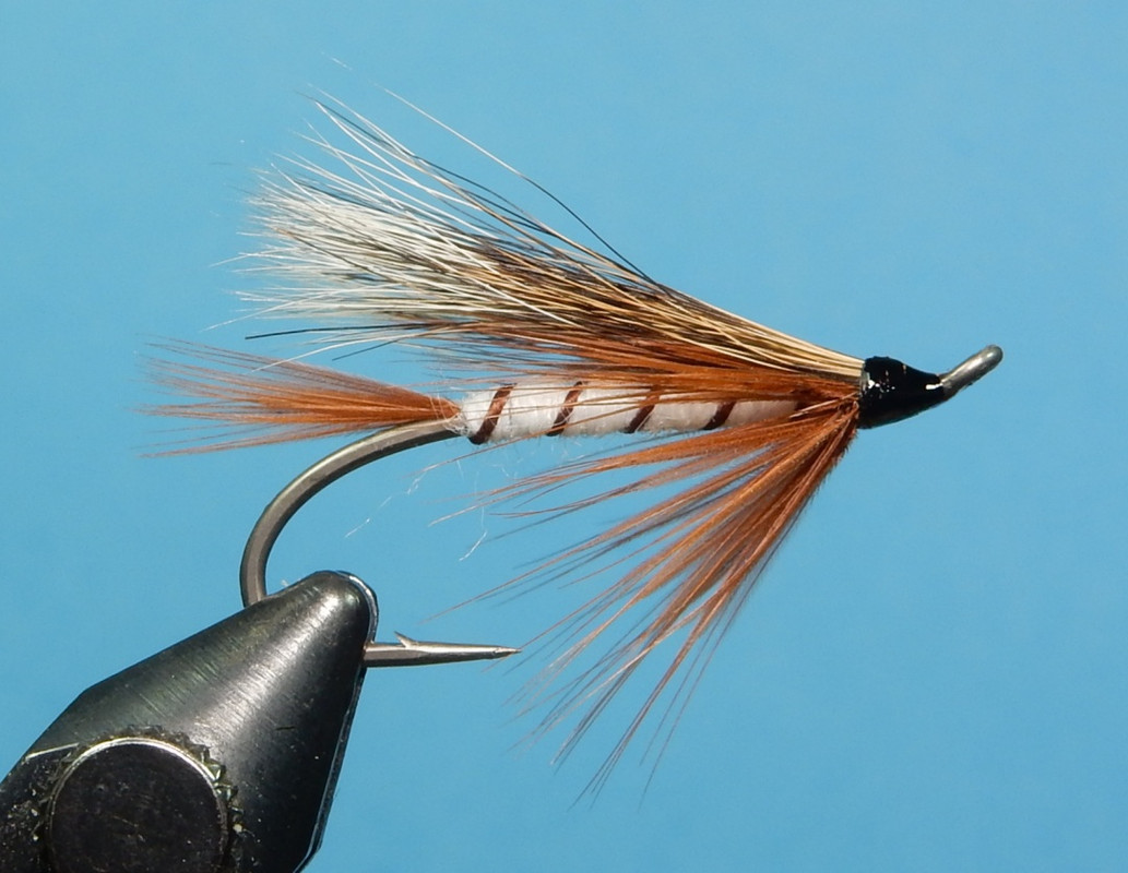 Dolly-Varden-1080.jpg