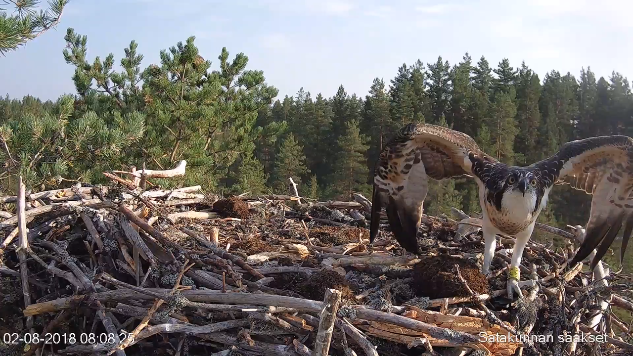 Satakunnan sääkset (Osprey Cam in Finland) - #sääksilive 3-2-59 