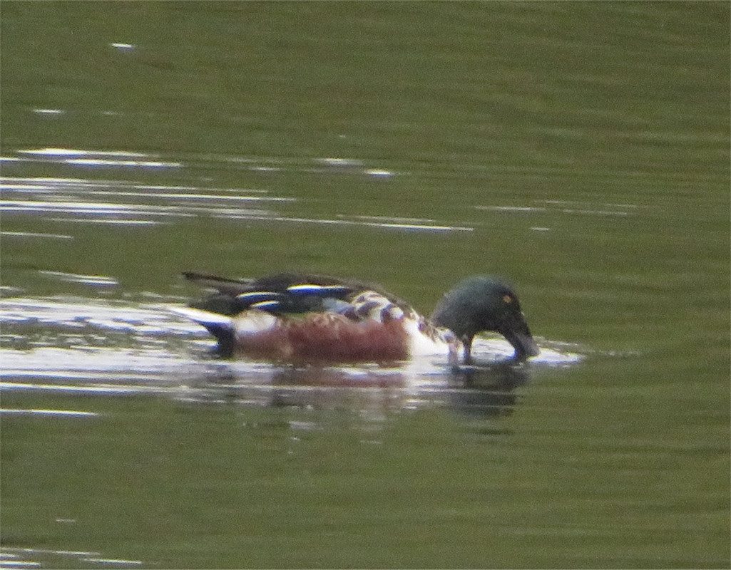Shoveler