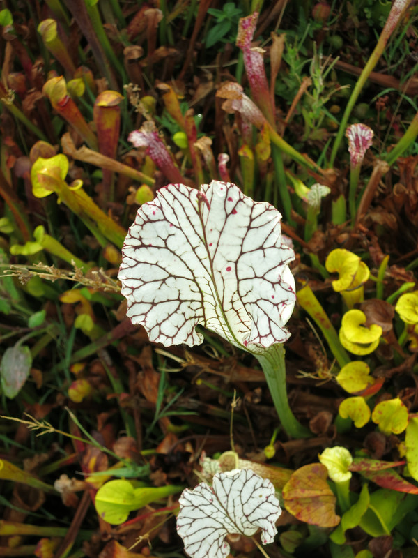 alba 'perseverance', 2018-10-29