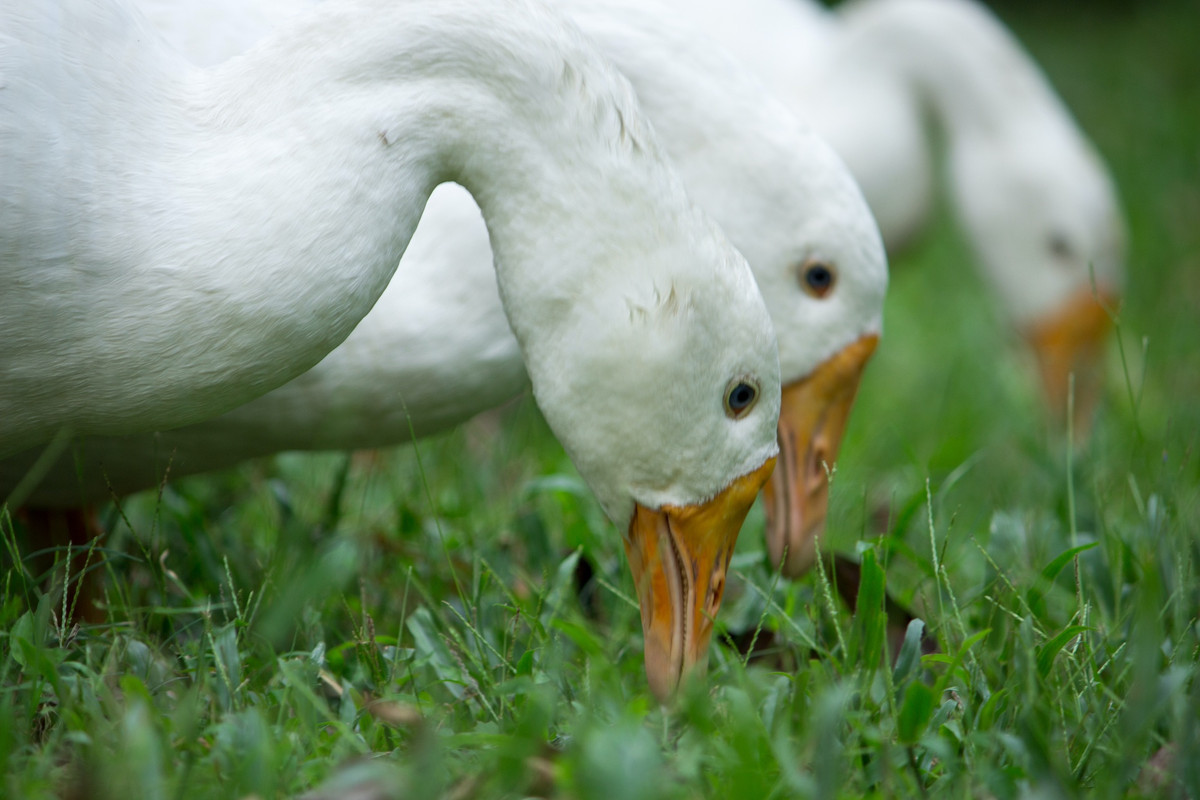 white3ducks.jpg