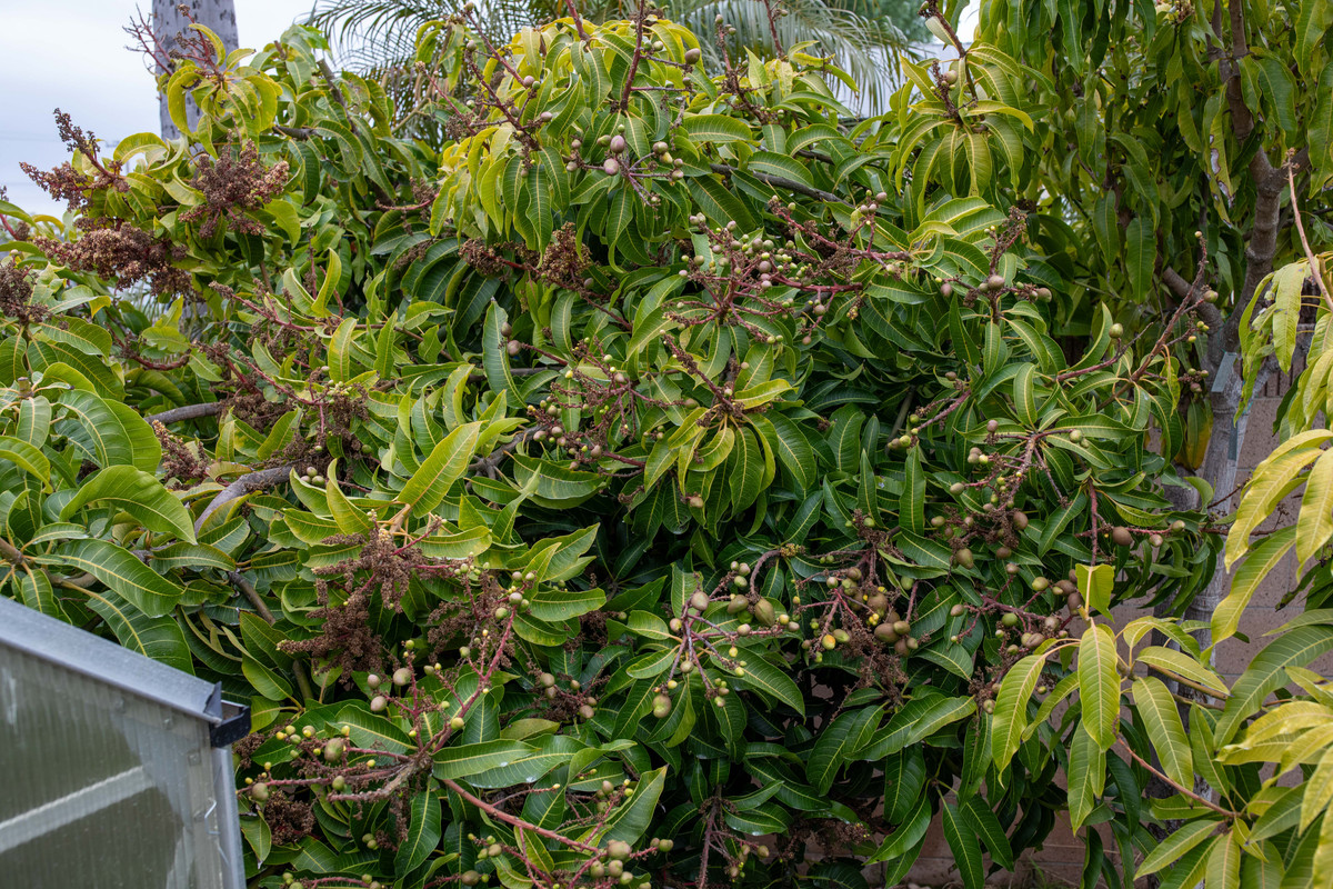 8U1A1602  Seacrest-CC Mango Tree with Many Small Fruit (5-24-24)