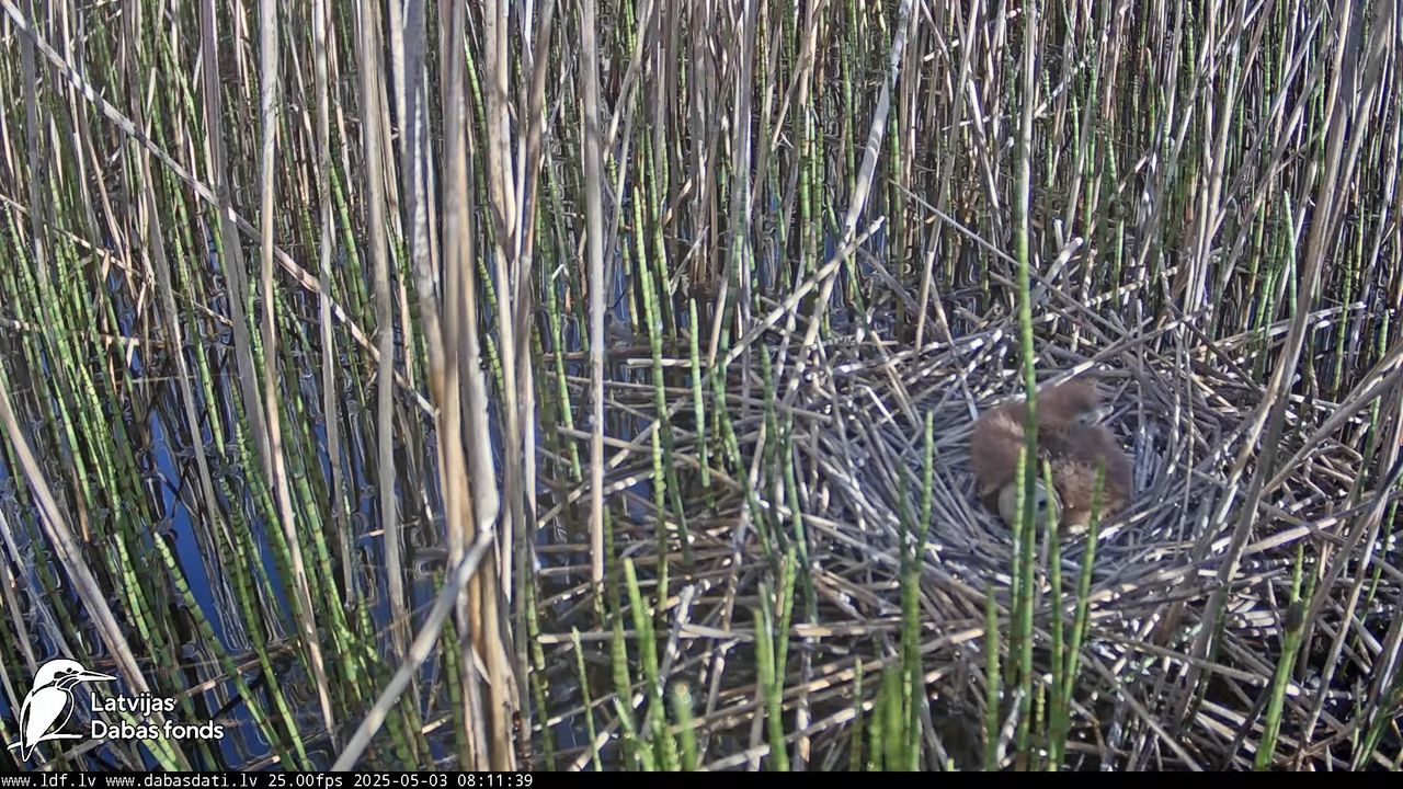 LDF Lielais dumpis (Botaurus stellaris) Zemītes pagastā 15-3-54 screenshot