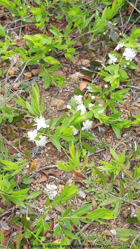 Huertasurbanas_com-Psidium_EntreRios_____d5642f90-dae1-4d2a-b2b8-4011039110a8.jpeg-20221008_210412Ps