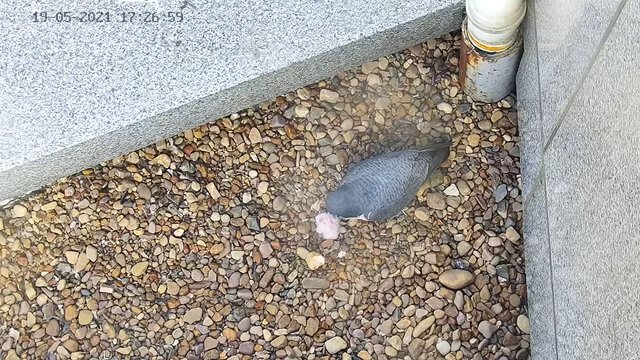 capture_19052021_143901