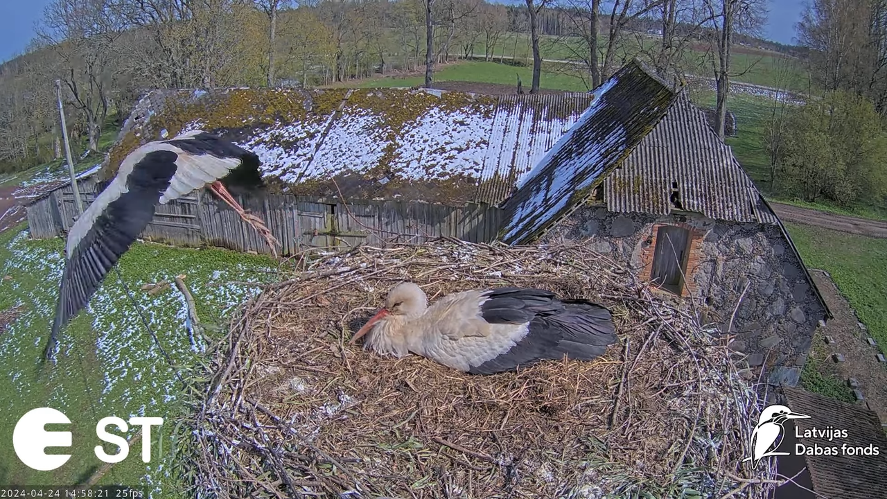 Baltie stārķi (Ciconia ciconia) Tukuma novadā - LDF tiešraide __ White storks in Tukums, Latvia 10-4
