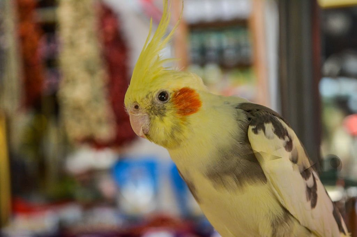 Do Cockatiels Have Good Hearing