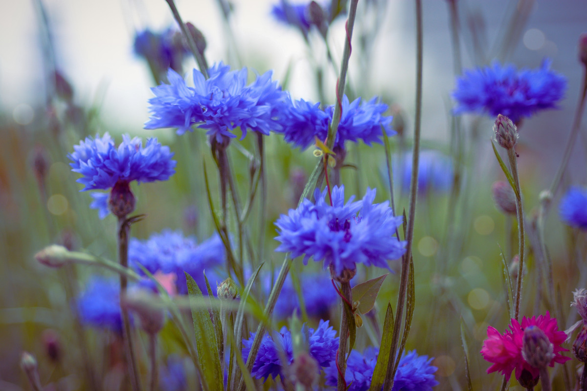 Picsart-23-07-22-09-12-34-679