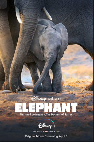Elephant - La Famiglia Di Elefanti (2020).mkv 2160p HDR10 WEB HEVC H265 DDP5.1 iTA ENG