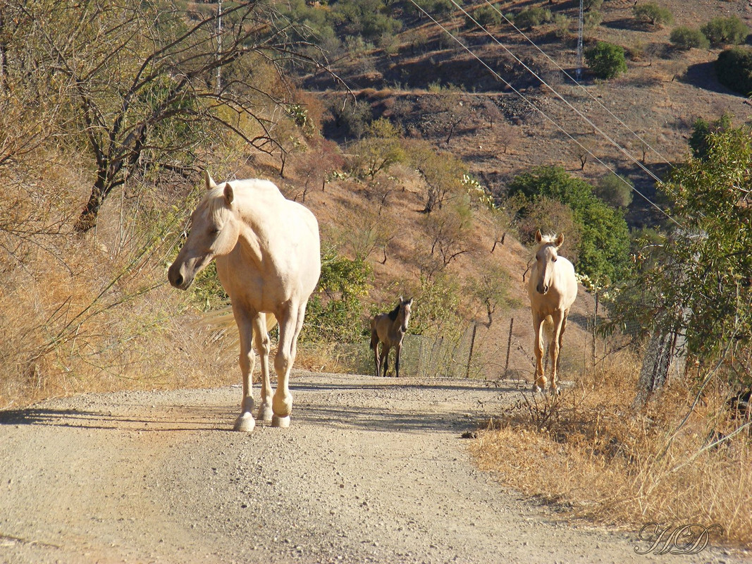wild-horses-HD.jpg