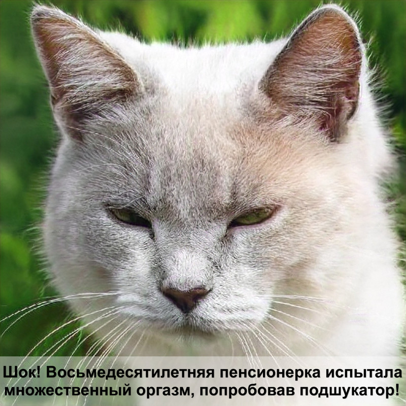 поилка для кошек своими руками