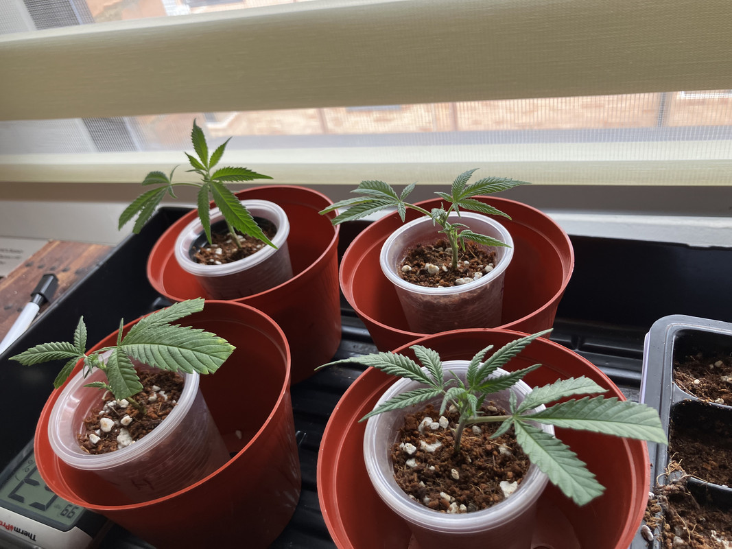 C07B5B2A-4F4F-4E18-8BC3-62F05E113710