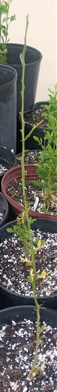 5-15-2019-c