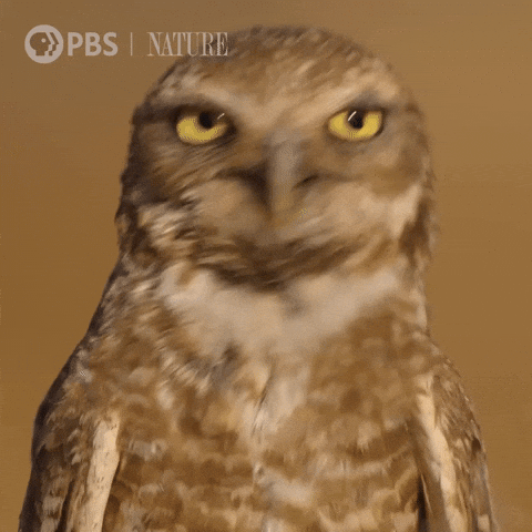 owlnature.gif