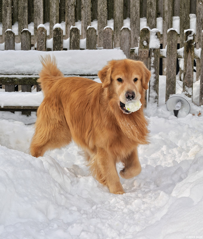 The gang playing in the snow today | Golden Retriever Dog Forums