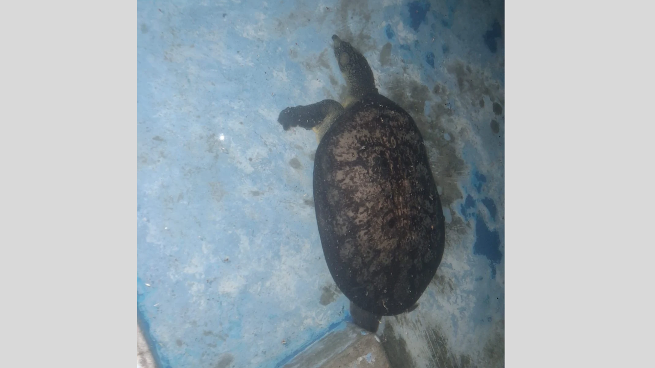জাবি ক্যাম্পাস থেকে বিপন্ন প্রজাতির কচ্ছপ উদ্ধার