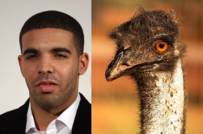 emuaubz.png