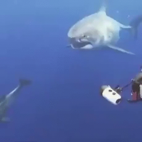 https://i.postimg.cc/0NXbWR3b/1.gif