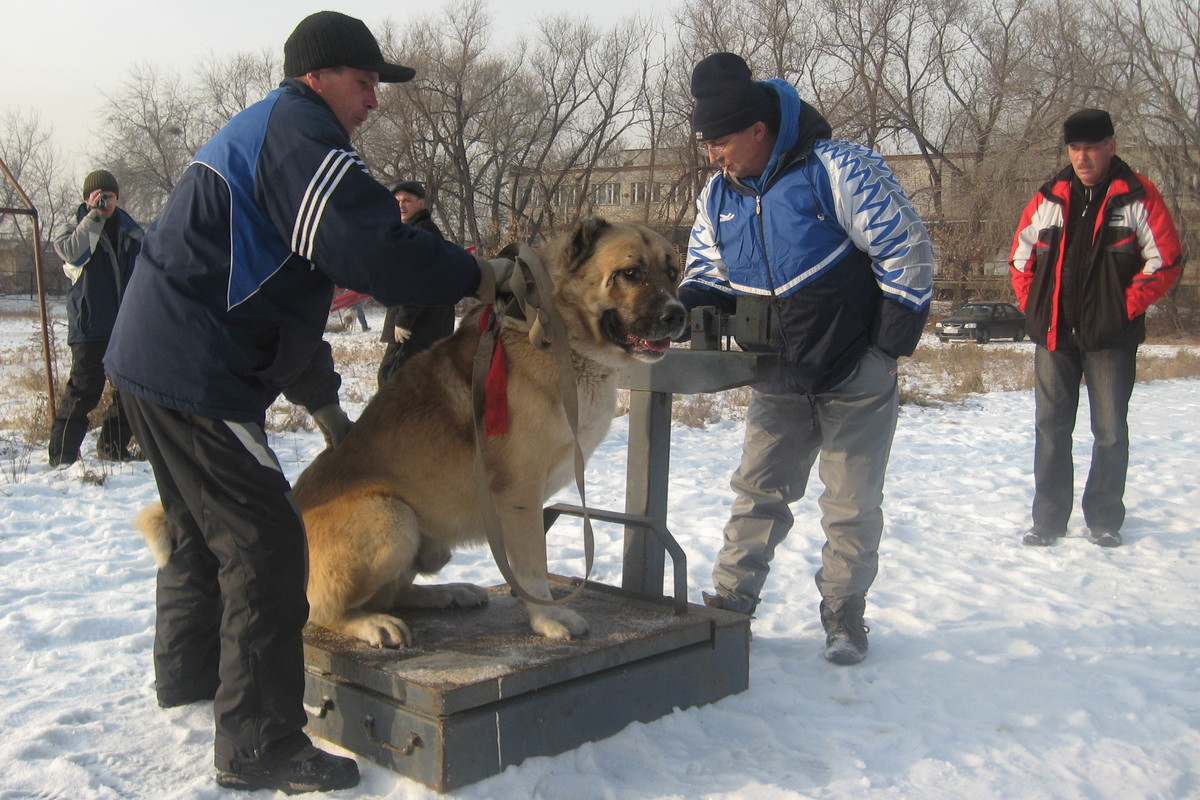 2009.11.21 Вес БАЛУ 77кг 3г2м (2)