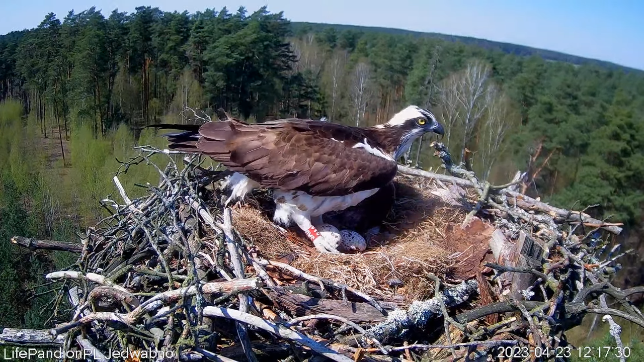 Rybołowy Online Puszcza Napiwodzko-Ramucka _ Ospreys Online in Napiwodzko-Ramucka Forest 2-42-21 scr