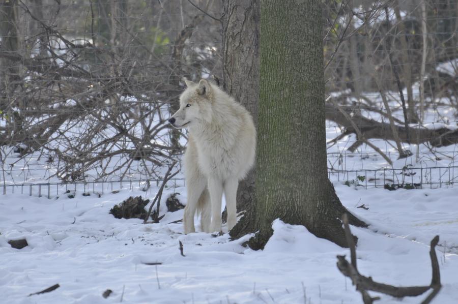 wolves-in-snow-1-by-windfuchs-d518pxo-fullview.jpg