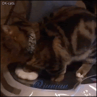 Hilarious-Cat-GIF-Kitty-little-berries-experiencing-a-minor-shake-Shake-it-baby-hahaha-Ring-my-be.gif