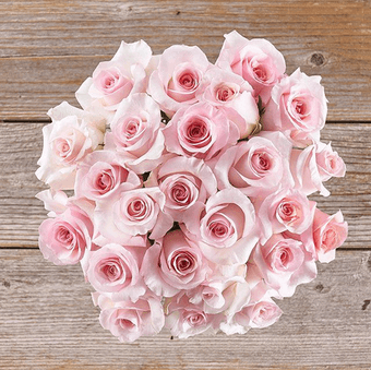 Foto que representa unas Rosas Rosadas