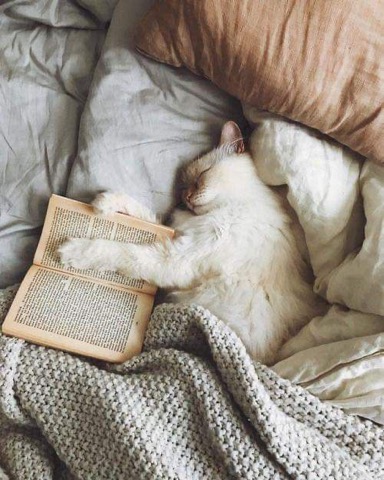 Cat-Nap-Reading-a-Good-Book