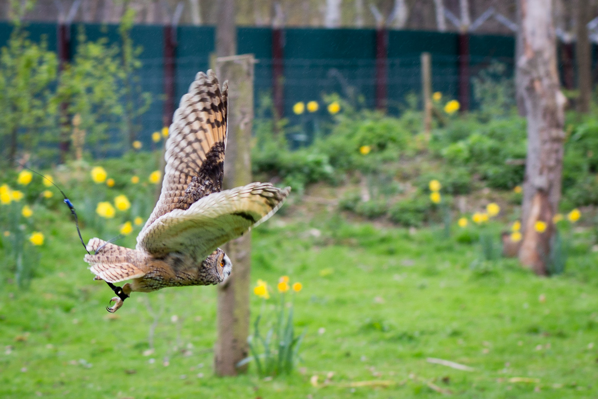 Owl in flight