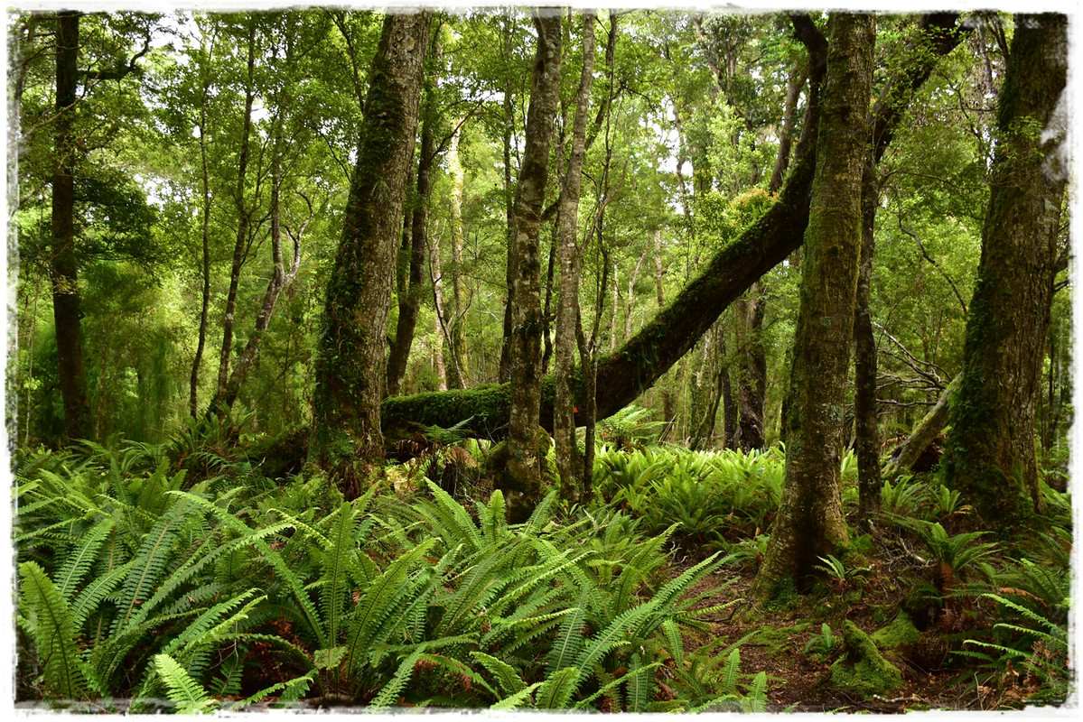 Fiordland NP: Humpridge Track (febrero 2021) - Escapadas y rutas por la Nueva Zelanda menos conocida (13)