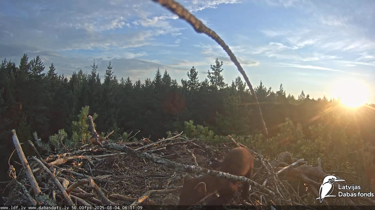 Zivju ērgļi (Pandion haliaetus) Kurzemē 13-10-4 screenshot