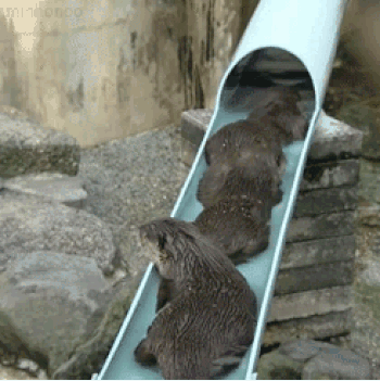 otterzwembad.gif