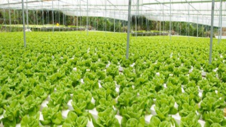 Modern Aquaponics Farming & Gardening