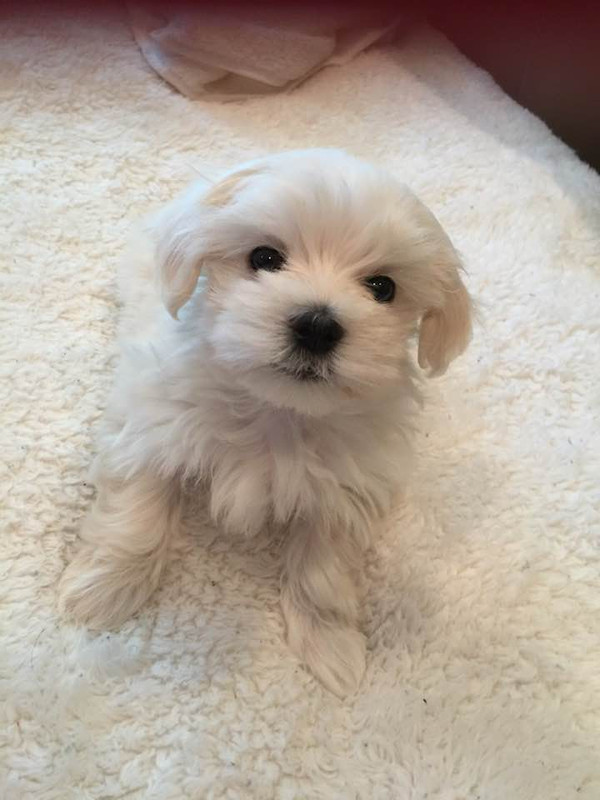 Elle