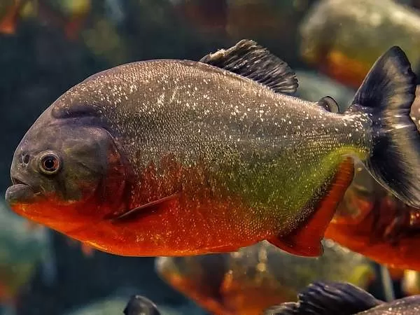 [Image: amazon-river-facts-10462-8-1706258835.webp]