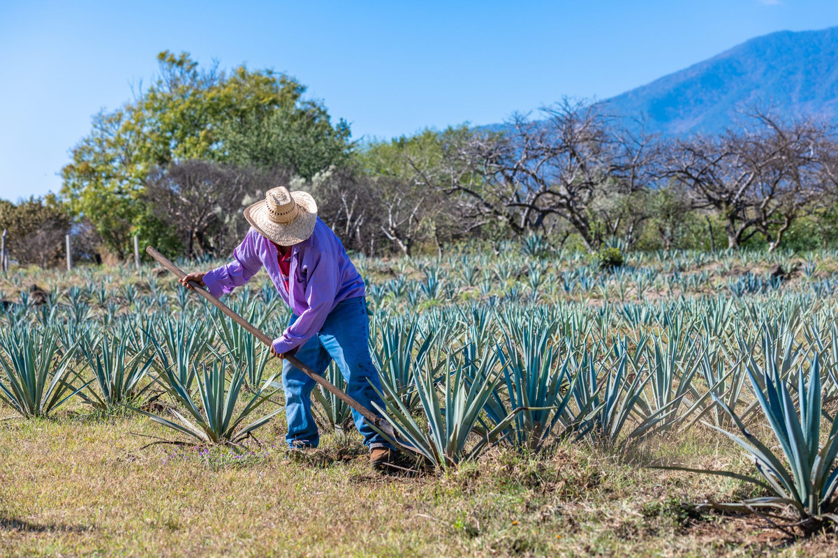 Tequila, la historia detrás de la bebida mexicana más popular 