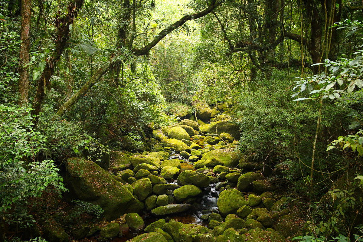 Cópia de 01_ Mata Atlântica_ Foto_ tupungato (Depositphotos)