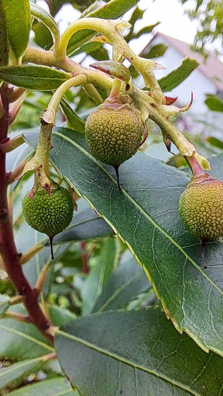 Erste Erdbeerbaumfrüchte 20250508_152946