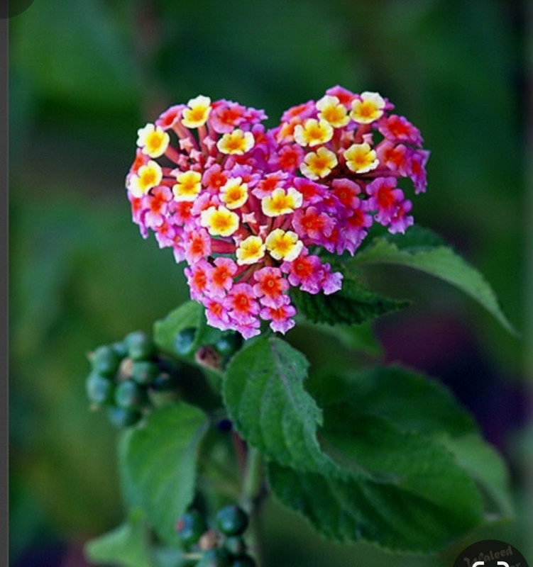 Screenshot_20240212_205212_Pinterest