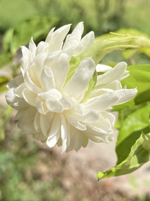 [Image: IMG-2240.jpg]