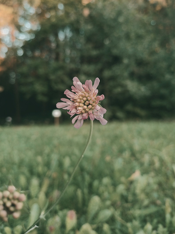 Sirvėtos regioninis parkas