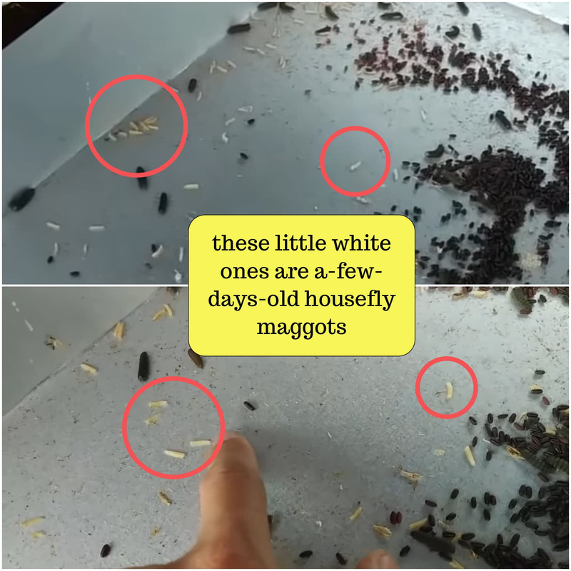 identify-housefly-maggots.jpg