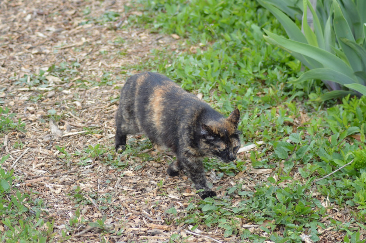 пеструшка в ирисах