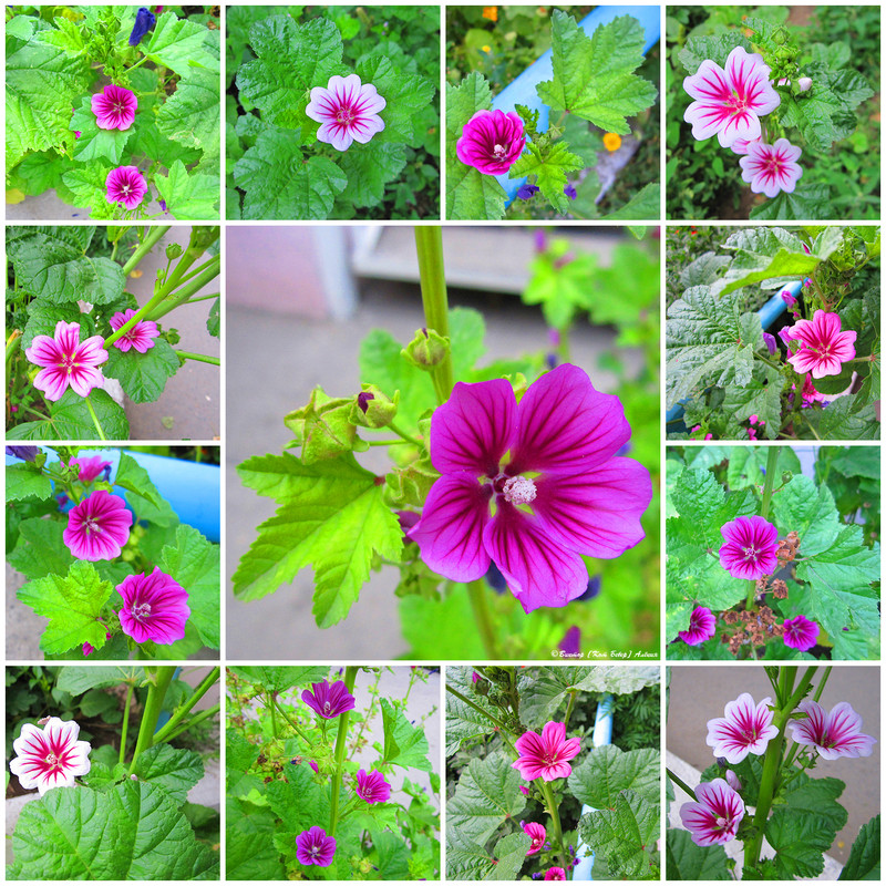 городские цветы4-4